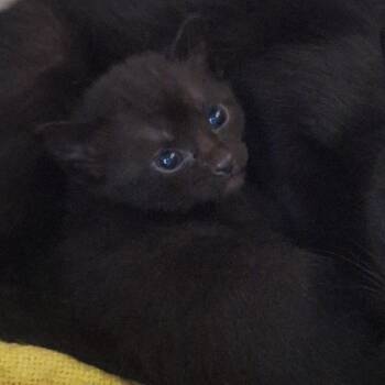 Topsy-Turvy - In Foster! -  Domestic Short Hair Cat for Adoption in Flagstaff, Arizona - Topsy-Turvy - In Foster! | PetCurious