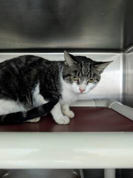 Caesar: At shelter -  Domestic Short Hair Cat for Adoption in Rustburg, Virginia - Caesar: At Shelter | PetCurious