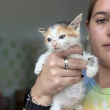 Domestic Short Hair Cats Available for Adoption in North Charleston, South Carolina - Latte | PetCurious