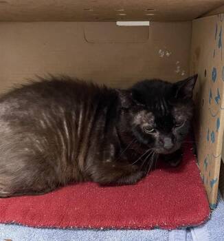 ALEX -  Domestic Short Hair Cat for Adoption in Palmetto, Florida - ALEX | PetCurious
