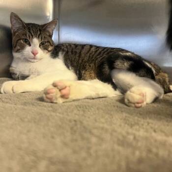 Domestic Short Hair Cats Available for Adoption - Alfonzo | PetCurious