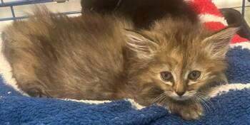 Charity -  Domestic Long Hair Cat for Adoption in Saint Clairsville, Ohio - Charity | PetCurious
