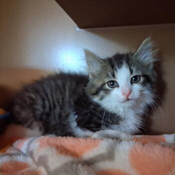 Fluff -  Domestic Long Hair Cat for Adoption in Middlebury, Vermont - Fluff | PetCurious