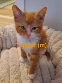TWISTER Kitten (m) -  Domestic Short Hair Cat Available for Adoption in New Bern, North Carolina - TWISTER Kitten (m) | PetCurious