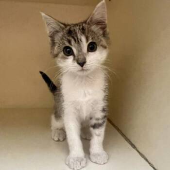 Tina The T-Rex -  Domestic Medium Hair Cat for Adoption in Dayton, Ohio - Tina The T-Rex | PetCurious