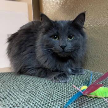 Domestic Medium Hair Cats Available for Adoption - Leila | PetCurious