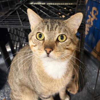 Domestic Short Hair Cats Available for Adoption in Kingman, Arizona - Tigger | PetCurious