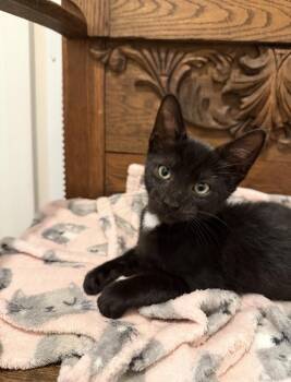 Candler -  Domestic Short Hair Cat for Adoption in Marietta, Georgia - Candler | PetCurious