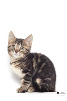 Rescue Domestic Short Hair Cats for Adoption in Tallahassee, Florida - Glinda | PetCurious