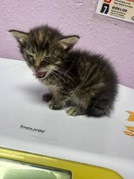 61355892 -  Domestic Short Hair Cat for Adoption in El Paso, Texas - 61355892 | PetCurious