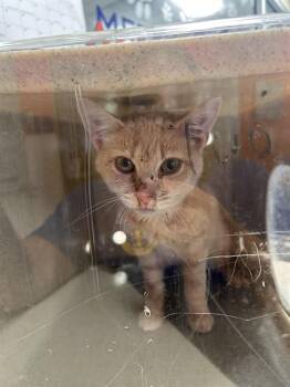 PUMPKIN PURR -  Domestic Short Hair Cat for Adoption in Louisville, Kentucky - PUMPKIN PURR | PetCurious