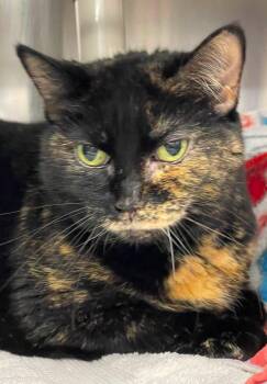 Wallis -  Domestic Short Hair Cat for Adoption in Herndon, Virginia - Wallis | PetCurious