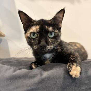 Anastasia -  Domestic Short Hair Cat for Adoption in Louisville, Kentucky - Anastasia | PetCurious