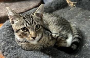 Rescue Domestic Short Hair Cats for Adoption in Westminster, Maryland - BERLIOZ | PetCurious