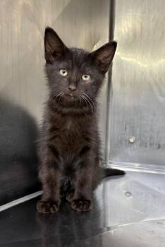 Cloud -  Domestic Short Hair Cat for Adoption in Murray, Kentucky - Cloud | PetCurious