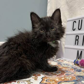 Maggie -  Domestic Long Hair Cat for Adoption in Fort Wayne, Indiana - Maggie | PetCurious