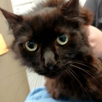 Farkle -  Domestic Medium Hair Cat for Adoption in West Olive, Michigan - Farkle | PetCurious