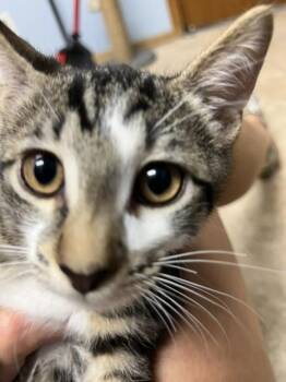 Tiger -  Domestic Short Hair Cat for Adoption in Dayton, Minnesota - Tiger | PetCurious
