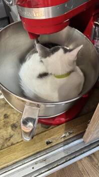 Marta -  Domestic Short Hair Cat for Adoption in Wheaton, Illinois - Marta | PetCurious