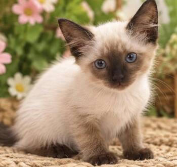 MUSKETEER -  Siamese Cat for Adoption in Margate, Florida - MUSKETEER | PetCurious