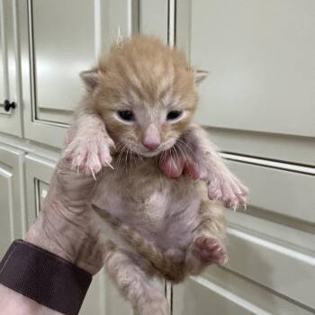Miney -  Domestic Short Hair Cat for Adoption in Summerville, South Carolina - Miney | PetCurious
