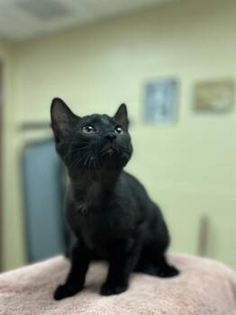 ROOSTER -  Domestic Short Hair Cat for Adoption in Aliquippa, Pennsylvania - ROOSTER | PetCurious