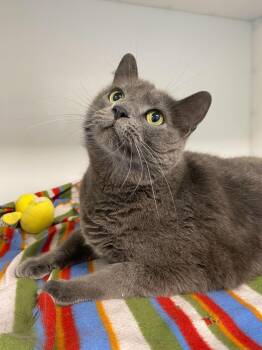 Domestic Short Hair Cats Available for Adoption in Delson, Quebec - Tropic | PetCurious
