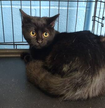 Rescue Domestic Short Hair Cats for Adoption in Ellijay, Georgia - Stormie | PetCurious