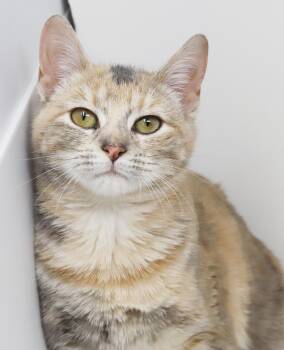 Torbie and Bengal Cats Available for Adoption - Silvie Is Surely The Snuggiest Snuggler!  GORGEOUS!! | PetCurious