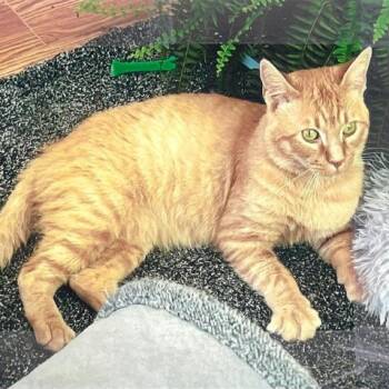 Domestic Short Hair Cats Available for Adoption in Cumming, Georgia - Tyson | PetCurious