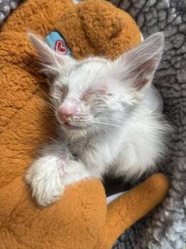 SOCHI -  Domestic Short Hair Cat for Adoption in Fremont, California - SOCHI | PetCurious