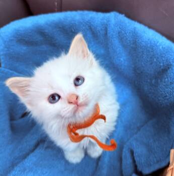 Domestic Short Hair Cats Available for Adoption in Fruit Heights, Utah - Scootaloo | PetCurious