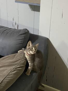 January -  Domestic Short Hair Cat for Adoption in Mckinney, Texas - January | PetCurious