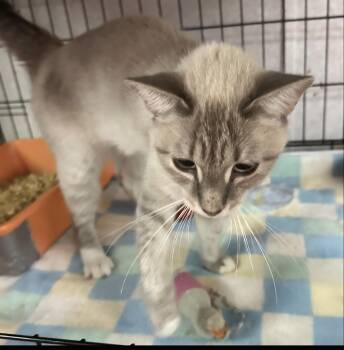 Rescue Siamese Cats for Adoption in Mullica, New Jersey - Aja | PetCurious