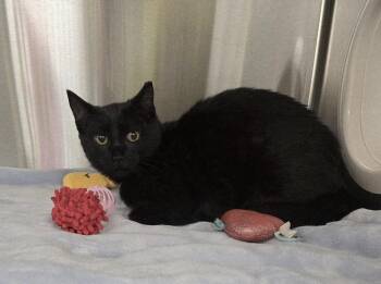 Domestic Short Hair Cats Available for Adoption - Jay | PetCurious