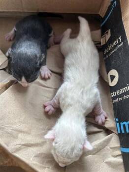 Domestic Short Hair Cats Available for Adoption in Houston, Texas - A655621 | PetCurious