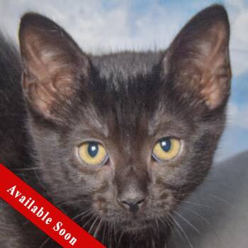 Stars -  Bombay and Domestic Short Hair Cat for Adoption in Huntley, Illinois - Stars | PetCurious