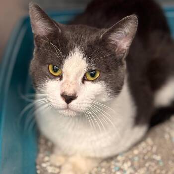 Domestic Short Hair Cats Available for Adoption - Rio | PetCurious