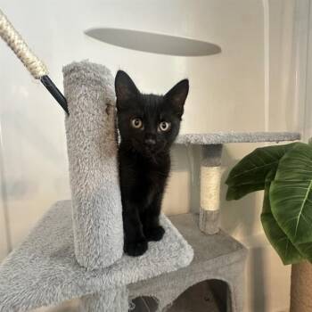 JALEPENO -  Domestic Short Hair Cat Available for Adoption in Auburn, California - JALEPENO | PetCurious