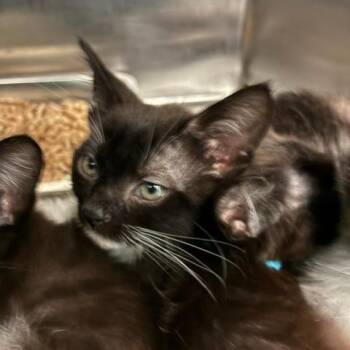 Sabbath -  Domestic Short Hair Cat for Adoption in Los Angeles, California - Sabbath | PetCurious
