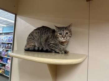 Rescue Egyptian Mau Cats for Adoption in Edmond, Oklahoma - Alexis | PetCurious