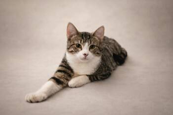 Tabby Cats Available for Adoption - Flint | PetCurious