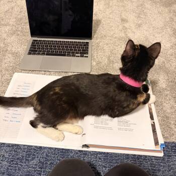 Domestic Short Hair Cats Available for Adoption in New York, New York - Pecan - NFSAW | PetCurious