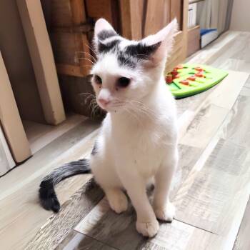 Rescue Domestic Short Hair Cats for Adoption - Pout | PetCurious