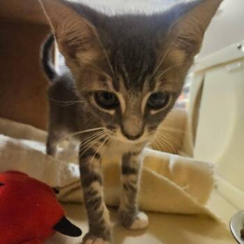 Ford -  Domestic Short Hair Cat for Adoption in Grantsville, Utah - Ford | PetCurious