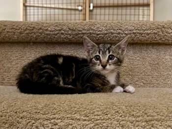 Mimi -  Domestic Short Hair Cat for Adoption in Lewis Center, Ohio - Mimi | PetCurious