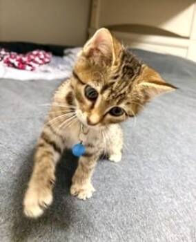 Rescue Domestic Short Hair Cats for Adoption in New Albany, Ohio - Mo | PetCurious