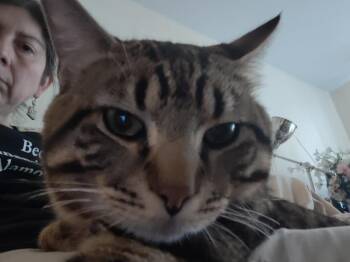 Tabby Cats Available for Adoption in San Antonio, Texas - Bradley | PetCurious