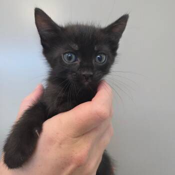 Feta -  Domestic Short Hair Cat for Adoption in Sand Springs, Oklahoma - Feta | PetCurious