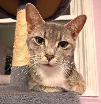 Domestic Short Hair Cats Available for Adoption in Minneapolis, Minnesota - Rose | PetCurious